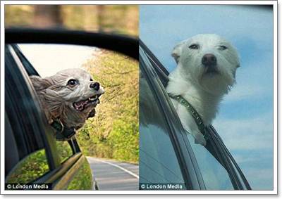 Dogilike.com :: Ҿش! ͧҹöѺ