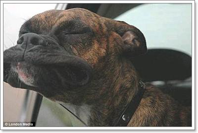 Dogilike.com :: Ҿش! ͧҹöѺ