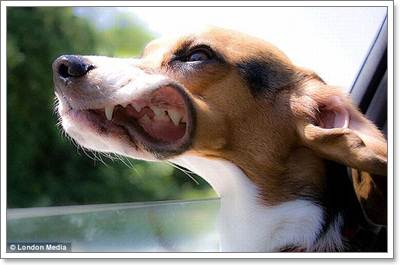Dogilike.com :: Ҿش! ͧҹöѺ