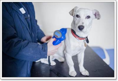 Dogilike.com :: ѧ͡ . ѧѺҢͧǻȽѧêԾعѢ