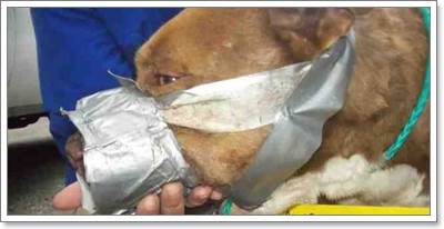 Dogilike.com :: ش˴! ԷŶ١෻ѹҡ Ҵ