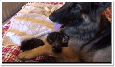 Dogilike.com :: ѡ! ҵٺѺ§١ǨèѴ