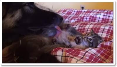 Dogilike.com :: ѡ! ҵٺѺ§١ǨèѴ