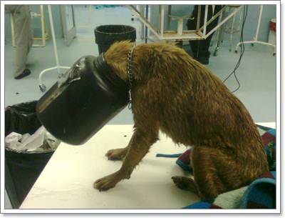 Dogilike.com :: ʹ! .ªԵعѢǵԴǴ¤͡ҧҺ