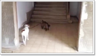 Dogilike.com :: ! Իѡ ʹҢͧ٧ͧ