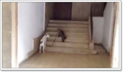 Dogilike.com :: ! Իѡ ʹҢͧ٧ͧ