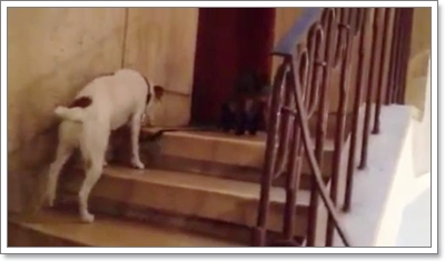 Dogilike.com :: ! Իѡ ʹҢͧ٧ͧ