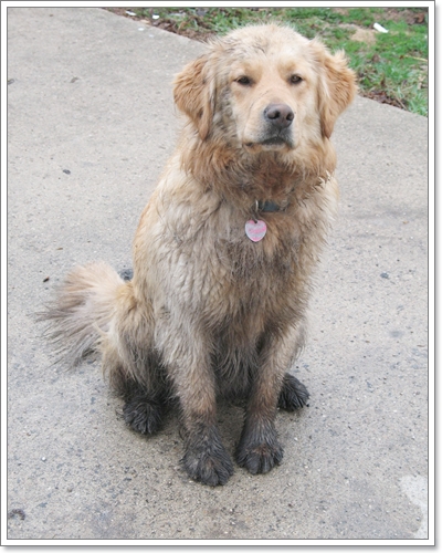 Dogilike.com :: �Ҿ�ش�Ңͧ��ͧ����ش��� !!