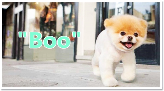 Dogilike.com :: çشԵͧ Boo عѢѡشš