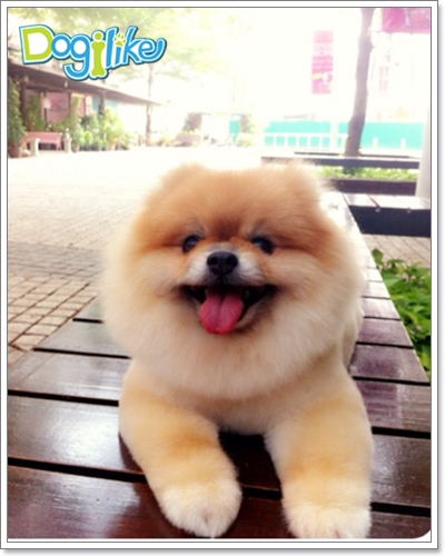 Dogilike.com :: çشԵͧ Boo عѢѡشš