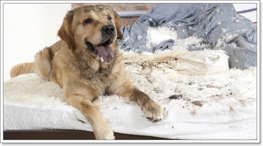 Dogilike.com :: �Ҿ�ش�Ңͧ��ͧ����ش��� !!