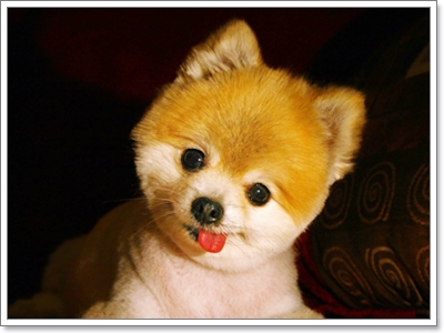 ทรงขนสุดฮิตของเจ้า Boo สุนัขน่ารักที่สุดในโลก | Dogilike.Com