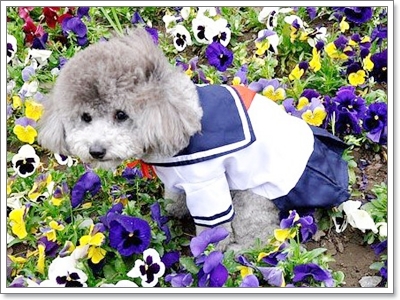Dogilike.com :: �ش��!! !�ش�ѡ���¹�ͧ��ͧ���