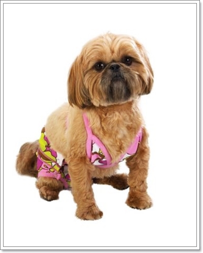 Dogilike.com :: Ὺ�蹪ش���¹���ش Hot