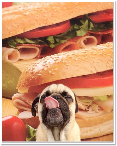 Dogilike.com :: ����Ҿ��ͧ��һ�ꡡѺ�������ź