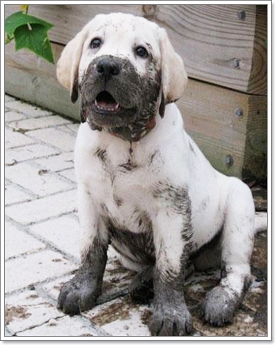 Dogilike.com :: �Ҿ�ش�Ңͧ��ͧ����ش��� !!