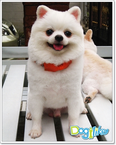 Dogilike.com :: çشԵͧ Boo عѢѡشš