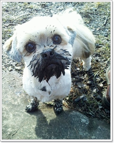 Dogilike.com :: �Ҿ�ش�Ңͧ��ͧ����ش��� !!