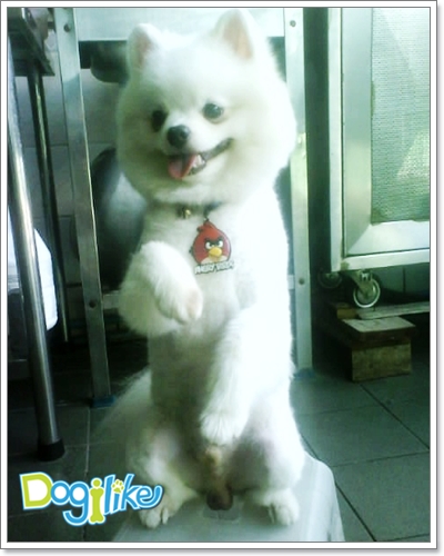 Dogilike.com :: çشԵͧ Boo عѢѡشš