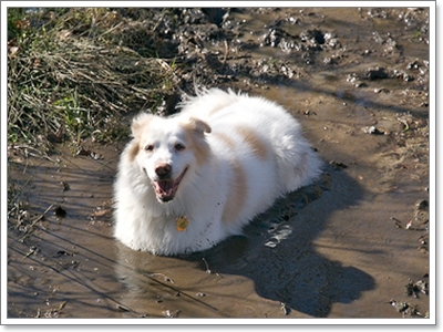 Dogilike.com :: �Ҿ�ش�Ңͧ��ͧ����ش��� !!