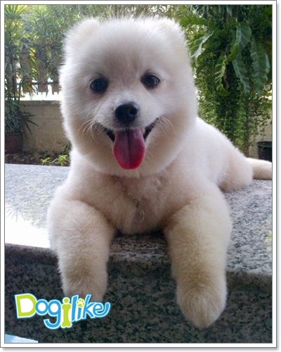 Dogilike.com :: çشԵͧ Boo عѢѡشš