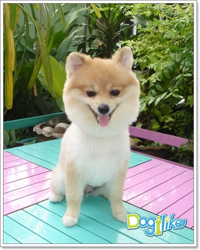 Dogilike.com :: çشԵͧ Boo عѢѡشš