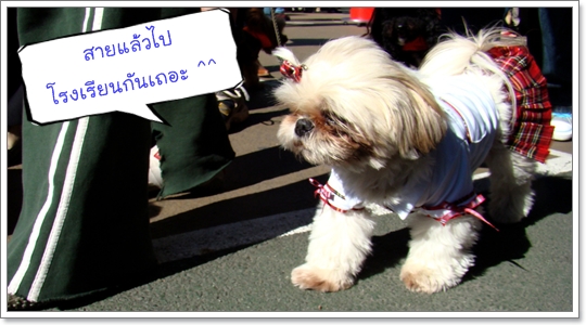 Dogilike.com :: �ش��!! !�ش�ѡ���¹�ͧ��ͧ���