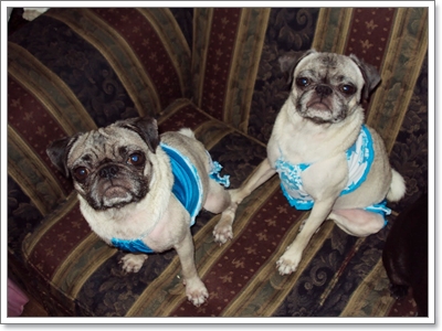 Dogilike.com :: Ὺ�蹪ش���¹���ش Hot