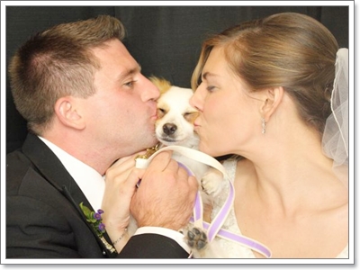 Dogilike.com :: Ҿѡ Dog in wedding