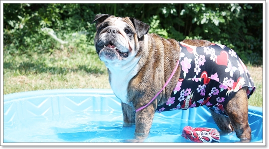 Dogilike.com :: Ὺ�蹪ش���¹���ش Hot