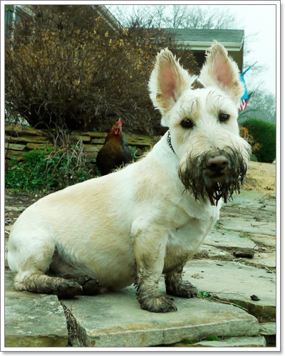 Dogilike.com :: �Ҿ�ش�Ңͧ��ͧ����ش��� !!