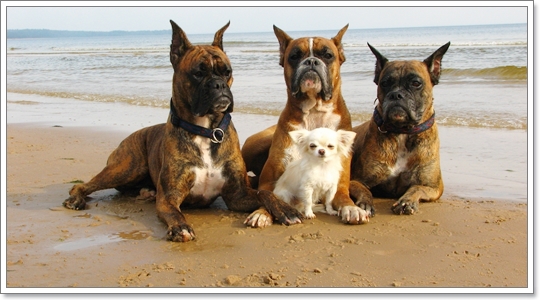 Dogilike.com :: Dog on the Beach