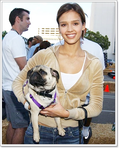 Dogilike.com :: ����Ҿ��ͧ��һ�ꡡѺ�������ź