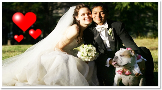 Dogilike.com :: Ҿѡ Dog in wedding