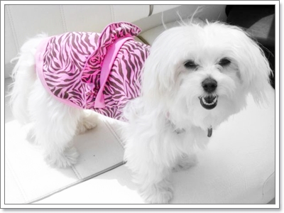 Dogilike.com :: Ὺ�蹪ش���¹���ش Hot