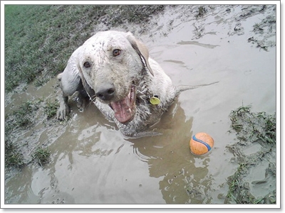 Dogilike.com :: �Ҿ�ش�Ңͧ��ͧ����ش��� !!