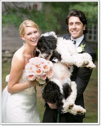 Dogilike.com :: Ҿѡ Dog in wedding