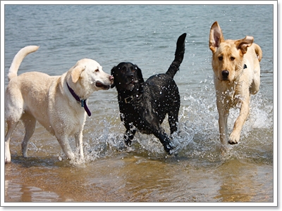 Dogilike.com :: Dog on the Beach