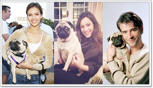 Dogilike.com :: ����Ҿ��ͧ��һ�ꡡѺ�������ź