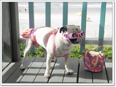 Dogilike.com :: Ὺ�蹪ش���¹���ش Hot