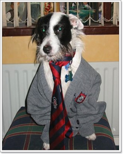 Dogilike.com :: �ش��!! !�ش�ѡ���¹�ͧ��ͧ���