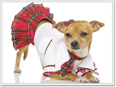 Dogilike.com :: �ش��!! !�ش�ѡ���¹�ͧ��ͧ���