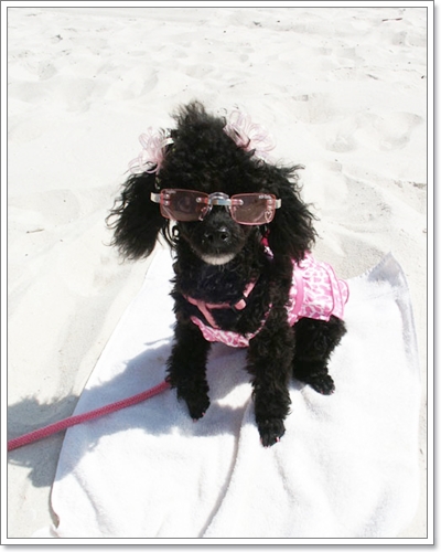 Dogilike.com :: Ὺ�蹪ش���¹���ش Hot