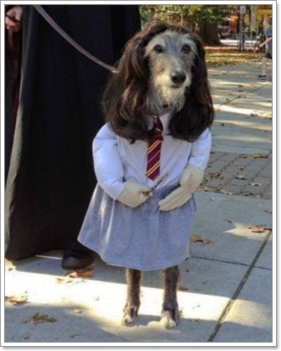 Dogilike.com :: �ش��!! !�ش�ѡ���¹�ͧ��ͧ���