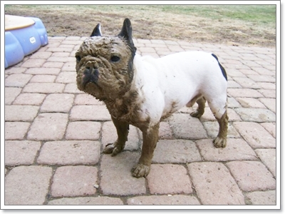 Dogilike.com :: �Ҿ�ش�Ңͧ��ͧ����ش��� !!