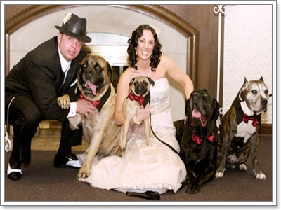 Dogilike.com :: Ҿѡ Dog in wedding