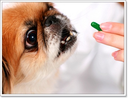 วิธีแก้ปัญหาเมื่อลืมป้อนยาให้น้องหมา | Dogilike.Com