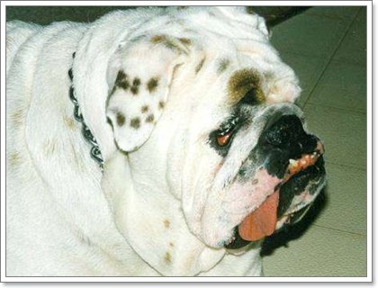 Dogilike.com :: Hanging tongue syndrome ԴԢͧ