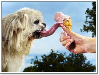 Dogilike.com :: Hanging tongue syndrome ԴԢͧ