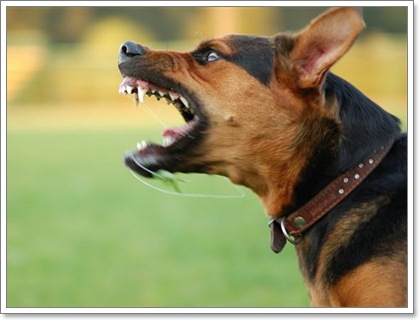 Dogilike.com :: อันตรายจากการผสมเลือดชิดในสุนัข
